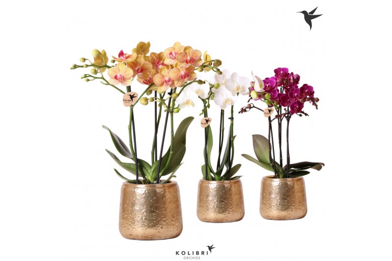 Phalaenopsis multiflora Kolibri Orchids mix 3 tak in Luxury pot gold 