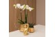 Phalaenopsis multiflora Kolibri Orchids mix 3 tak in Luxury pot gold 