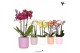 Phalaenopsis multiflora Kolibri Orchids mix 3 tak in simplicity mix 