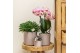 Phalaenopsis multiflora Kolibri Orchids mix 3 tak in simplicity mix 