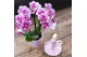 Phalaenopsis multiflora Kolibri Orchids mix 3 tak in simplicity mix 