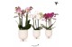 Phalaenopsis multiflora Kolibri Orchids mix 3 tak in gummy travertine 