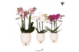 Phalaenopsis multiflora Kolibri Orchids mix 3 tak in gummy travertine