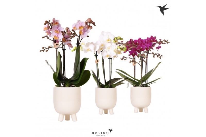 Phalaenopsis multiflora Kolibri Orchids mix 3 tak in gummy travertine 