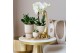 Phalaenopsis multiflora Kolibri Orchids mix 3 tak in gummy travertine 