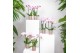Phalaenopsis multiflora roze 3 tak kolibri orchids 