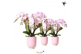 Phalaenopsis multiflora roze 3 tak in glazed pot pink kolibri orchids