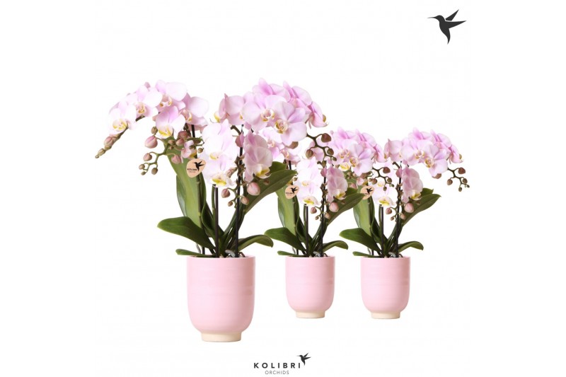 Phalaenopsis multiflora roze 3 tak in glazed pot pink kolibri orchids 