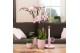 Phalaenopsis multiflora roze 3 tak in glazed pot pink kolibri orchids 