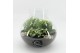 Arrangementen kamerplanten ESCR-2508W Essentials terrarium 4 pp 