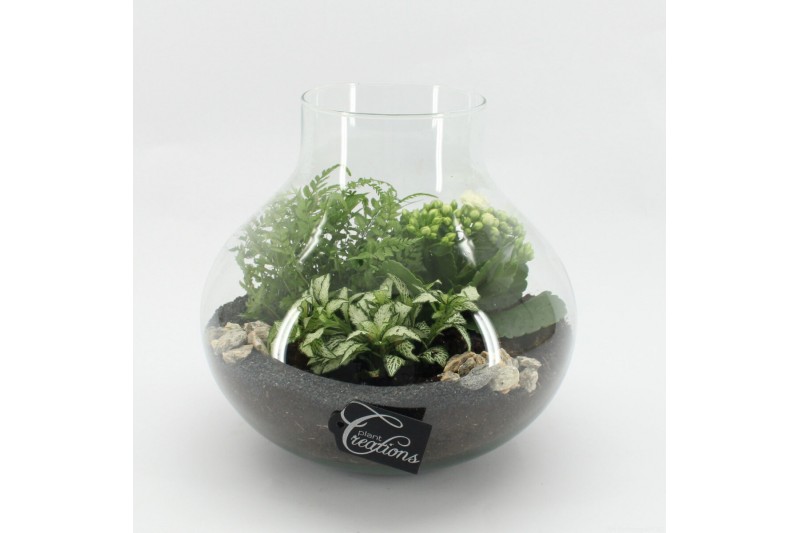 Arrangementen kamerplanten ESCR-2508W Essentials terrarium 4 pp Arrangementen kamerplanten ESCR-2508W Essentials terrarium 4 pp
