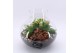 Arrangementen kamerplanten ESCR-2508RZ Essentials terrarium 4 pp 