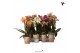 Phalaenopsis multiflora mix kolibri orchids 3 tak 