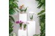 Phalaenopsis multiflora mix kolibri orchids 3 tak 