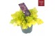 Heuchera indian summer lime 