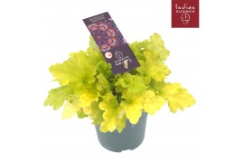 Heuchera indian summer lime