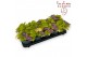 Heuchera indian summer lime 