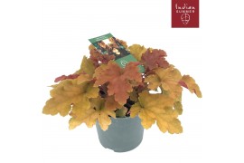 Heuchera indian summer orange