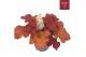 Heuchera indian summer red 