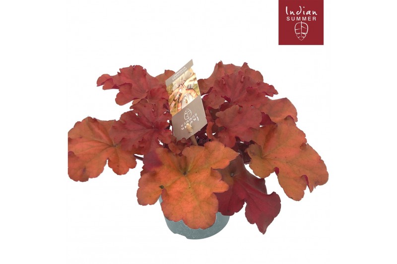 Heuchera indian summer red 
