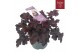 Heuchera indian summer black 