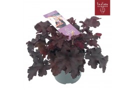 Heuchera indian summer black