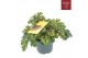 Heuchera indian summer green 