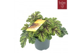 Heuchera indian summer green