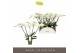 Phalaenopsis wit Theatro Jazz - 5 tak, 24+ bloem 