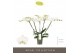 Phalaenopsis wit Theatro Jazz - 5 tak, 24+ bloem 