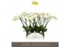 Phalaenopsis wit Theatro Jazz - 5 tak, 24+ bloem 