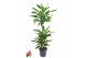 Dracaena fragr. golden coast 60-30-15 
