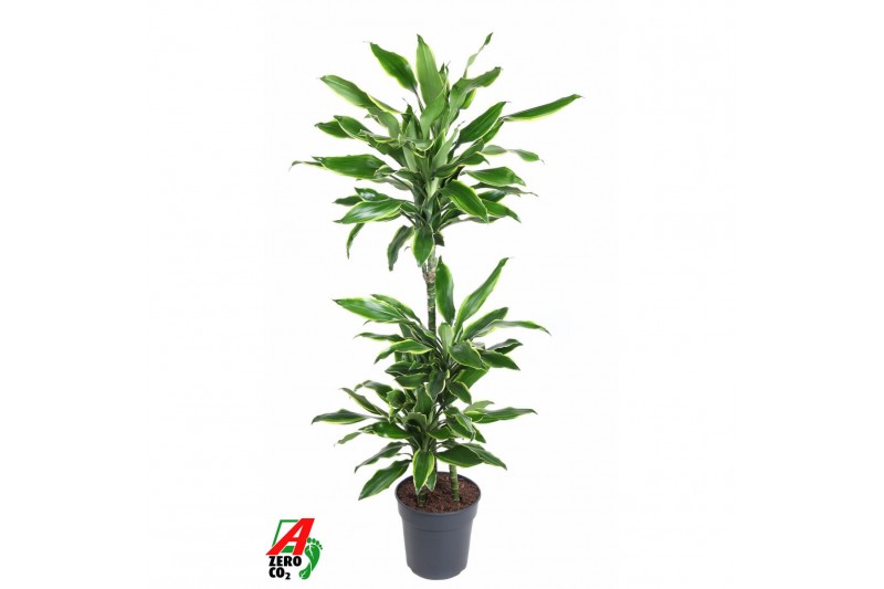Dracaena fragr. golden coast 60-30-15 