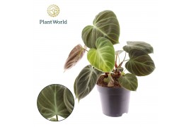 Philodendron Philodendron Choco Red p14 1 pp