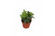 Hedera helix groen 6pp - 5-8cm Rank 
