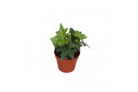 Hedera helix groen 6pp - 5-8cm Rank
