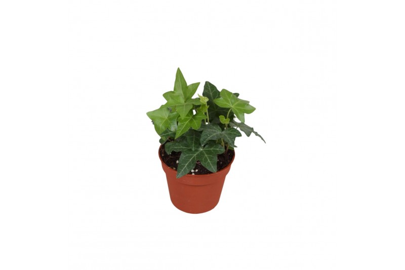 Hedera helix groen 6pp - 5-8cm Rank 