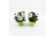 Osteospermum sunny felix Wit - TST 