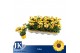 Osteospermum sunny asti Geel - TST 