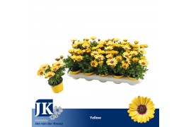Osteospermum sunny asti Geel - TST