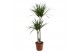 Dracaena marginata 2pp - 60-30 