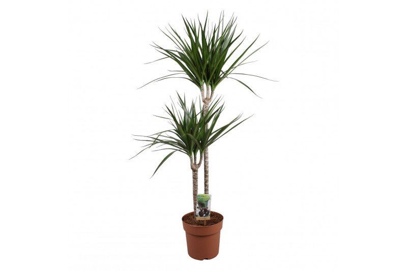 Dracaena marginata 2pp - 60-30 