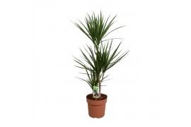 Dracaena marginata 3pp - 60-30-15