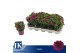 Osteospermum sunny mary Paars - TST 