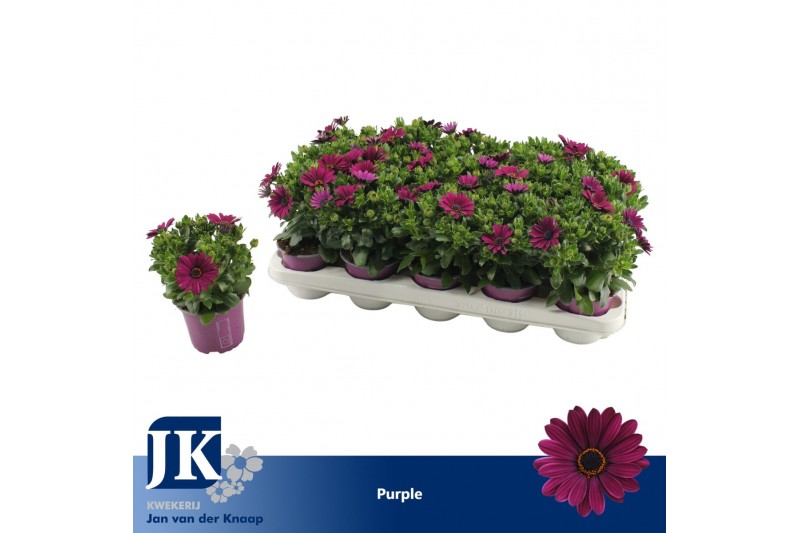 Osteospermum sunny mary Paars - TST 