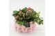 Arrangementen kamerplanten ESCR-2525 Essentials 4 pp 