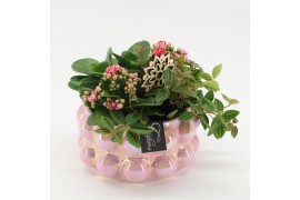 Arrangementen kamerplanten ESCR-2525 Essentials 4 pp