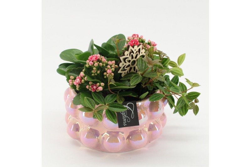 Arrangementen kamerplanten ESCR-2525 Essentials 4 pp Arrangementen kamerplanten ESCR-2525 Essentials 4 pp