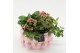 Arrangementen kamerplanten MDCR-2522 Moederdag creatie 4 pp 