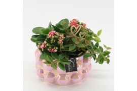 Arrangementen kamerplanten MDCR-2522 Moederdag creatie 4 pp
